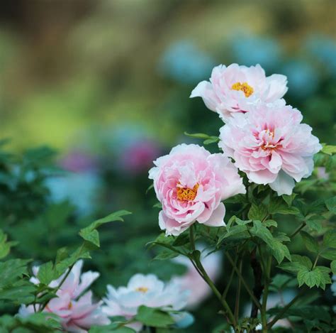 牡丹花图|牡丹 花 植物图片